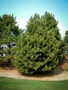 Сосна Чёрная (Pinus Nigra) купить по цене от 270.00р. в интернет-магазине «Посадика» с доставкой почтой в в Льгове и по всей России – [изображение №1].