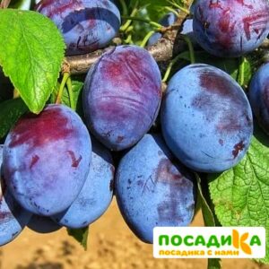 Слива Чачакская ранняя купить по цене от 229.00р. в интернет-магазине «Посадика» с доставкой почтой в в Льгове и по всей России – [изображение №1].