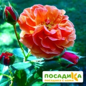 Роза Арабия купить по цене от 350.00р. в интернет-магазине «Посадика» с доставкой почтой в в Льгове и по всей России – [изображение №1].