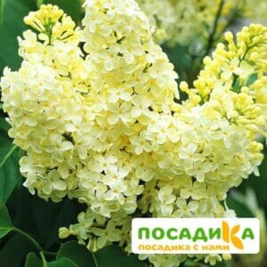 Сирень Примроуз (Primrose) купить по цене от 529.00р. в интернет-магазине «Посадика» с доставкой почтой в в Льгове и по всей России – [изображение №1].