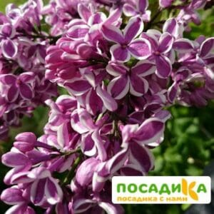 Сирень Сенсация купить по цене от 529.00р. в интернет-магазине «Посадика» с доставкой почтой в в Льгове и по всей России – [изображение №1].