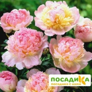 Пион Распберри Сандей (Paeonia Raspberry Sundae) купить по цене от 959р. в интернет-магазине «Посадика» с доставкой почтой в в Льгове и по всей России – [изображение №1].