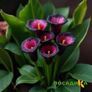 Калла Аура Лейс купить по цене от 400р. в интернет-магазине «Посадика» с доставкой почтой в в Льгове и по всей России – [изображение №1].
