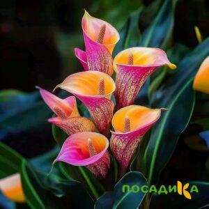 Калла Оникс купить по цене от 450р. в интернет-магазине «Посадика» с доставкой почтой в в Льгове и по всей России – [изображение №1].