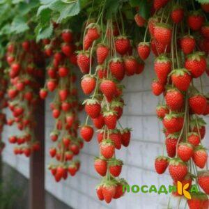 Клубника вьющаяся Комплимент купить по цене от 470р. в интернет-магазине «Посадика» с доставкой почтой в в Льгове и по всей России – [изображение №1].