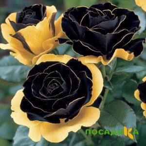 Роза Ханни Сикл купить по цене от 700р. в интернет-магазине «Посадика» с доставкой почтой в в Льгове и по всей России – [изображение №1].