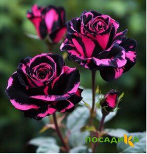 Роза Багровый Шепот купить по цене от 366р. в интернет-магазине «Посадика» с доставкой почтой в в Льгове и по всей России – [изображение №1].