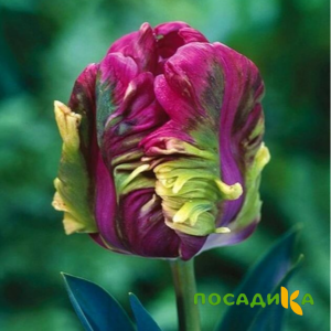 Тюльпан Экзотик Хэвен купить по цене от 186р. в интернет-магазине «Посадика» с доставкой почтой в в Льгове и по всей России – [изображение №1].